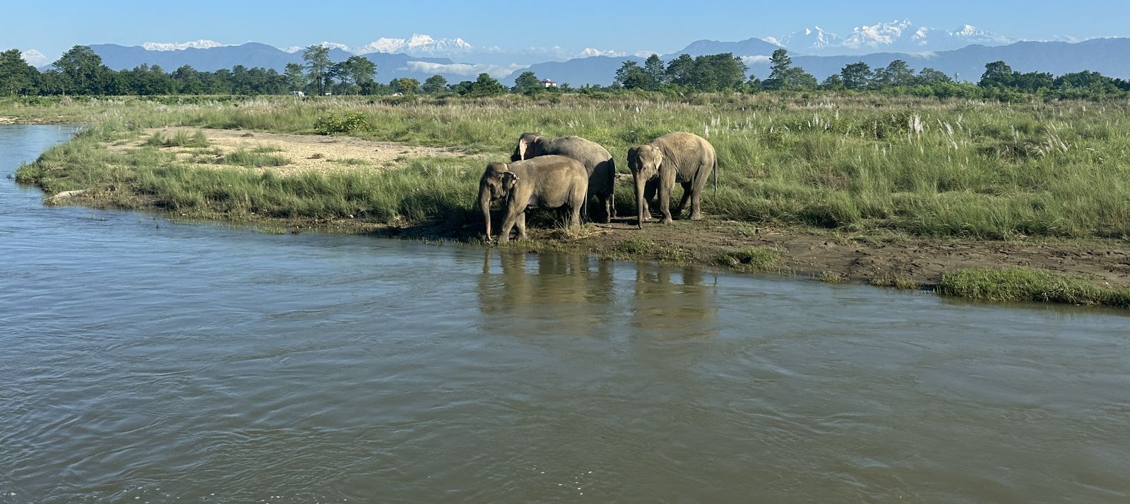 One-horned rhino, Chitwan National Park